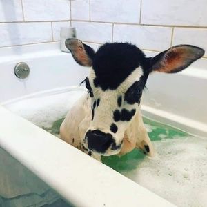 Meet your Posher, Kayley